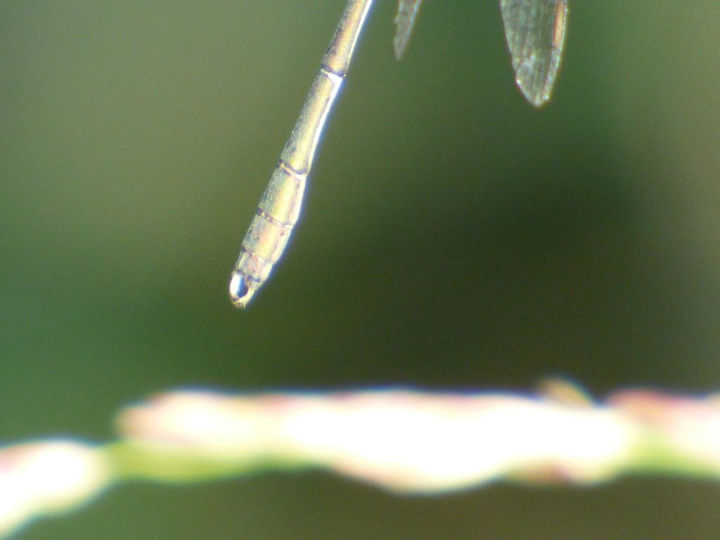 Lestidae: Chalcolestes viridis